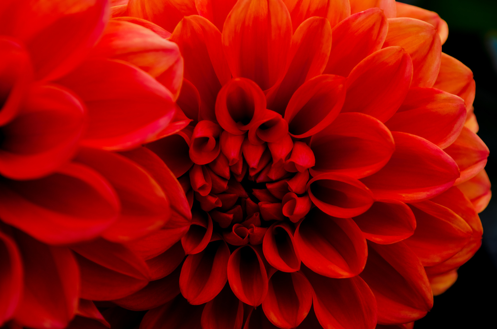 Dahlia