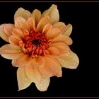 dahlia