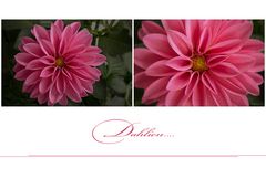 Dahlia...