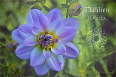 DAHLIA [2]