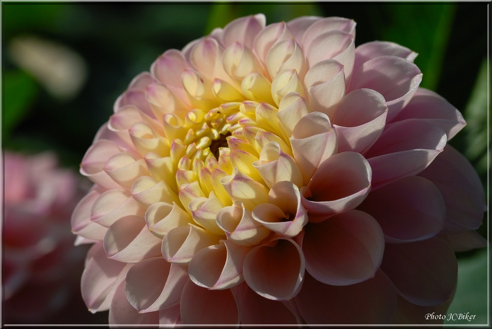 Dahlia (2)