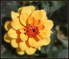 dahlia 2