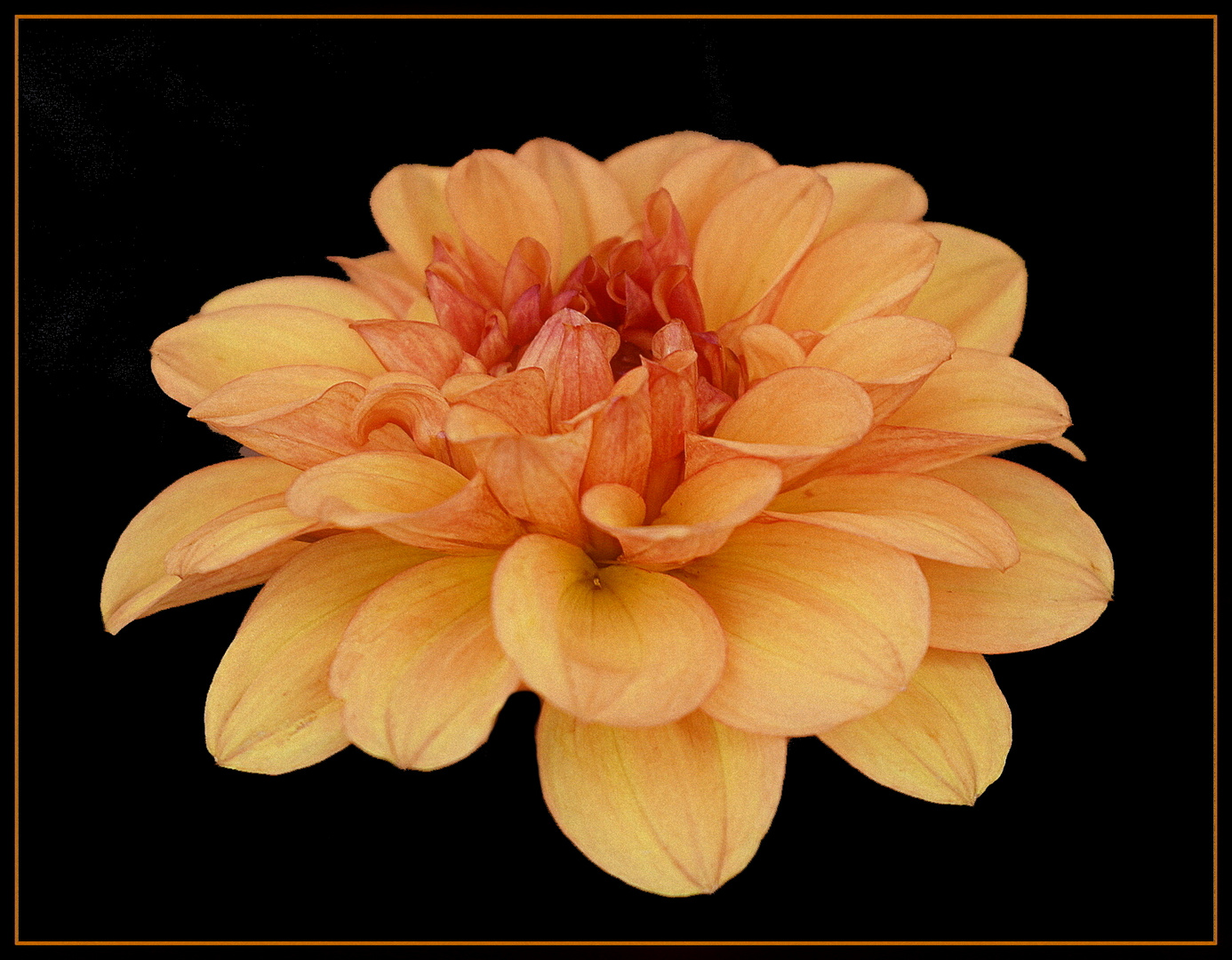 dahlia