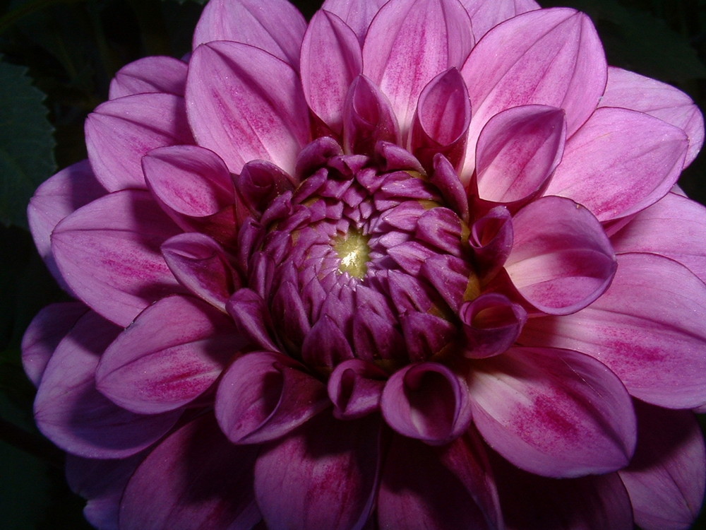 Dahlia