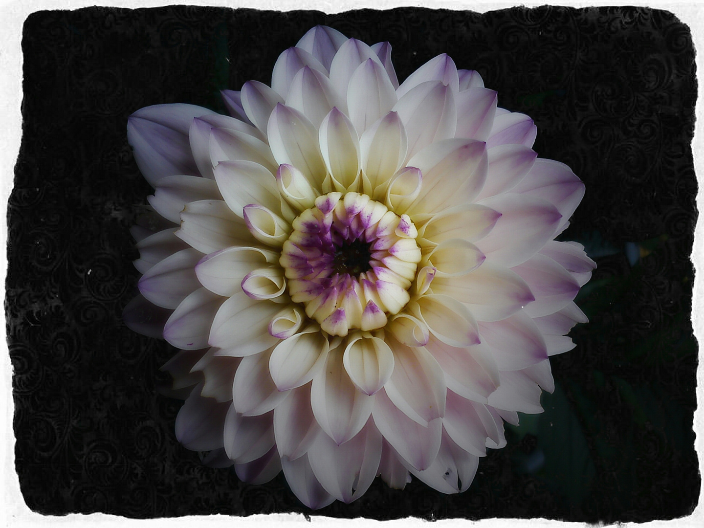 Dahlia