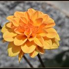 dahlia