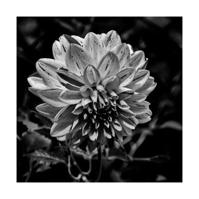 Dahlia
