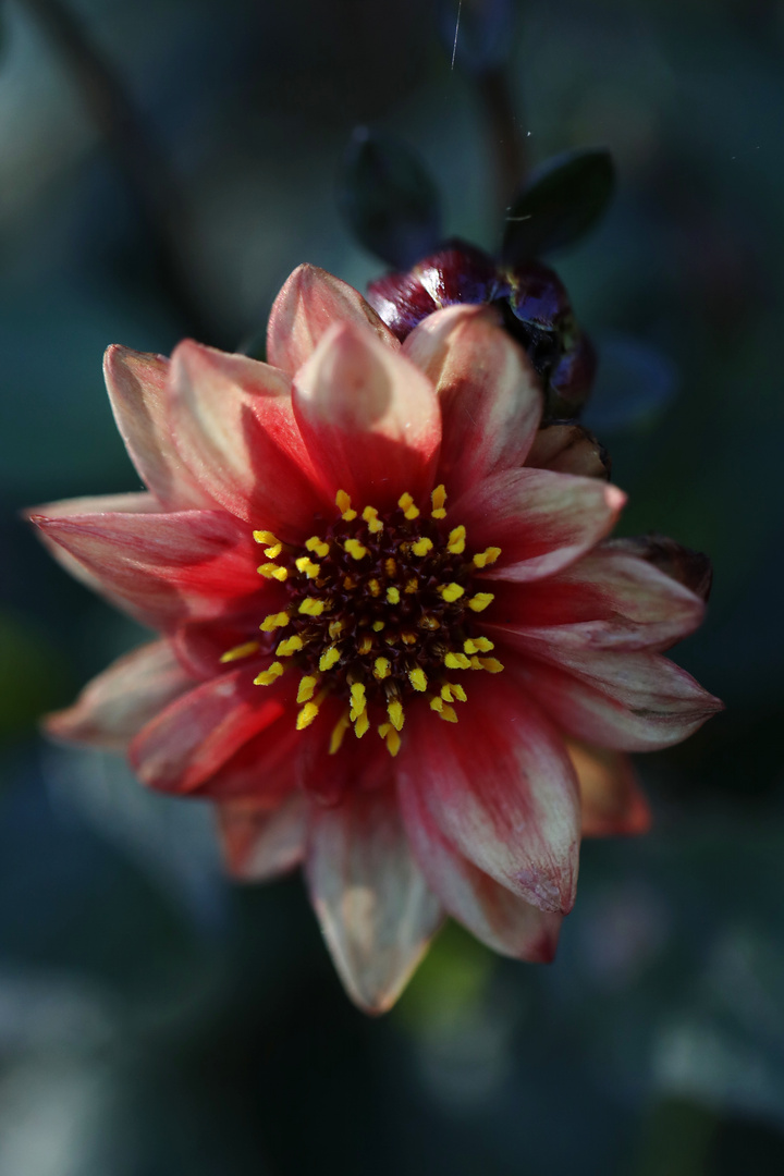 Dahlia