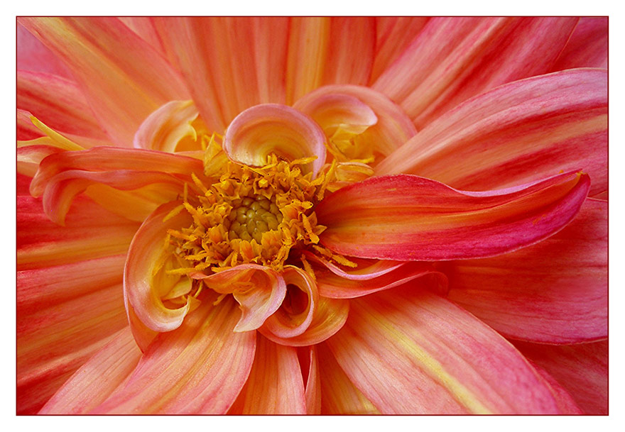 Dahlia