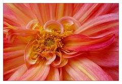 Dahlia