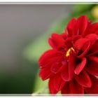 Dahlia