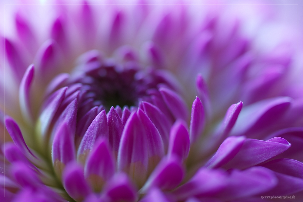 ... dahlia ...