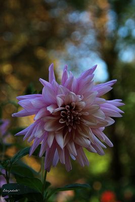 dahlia