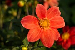 Dahlia