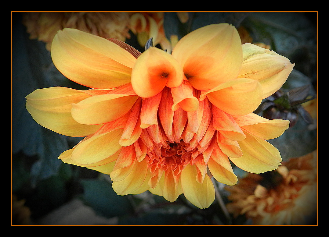 dahlia