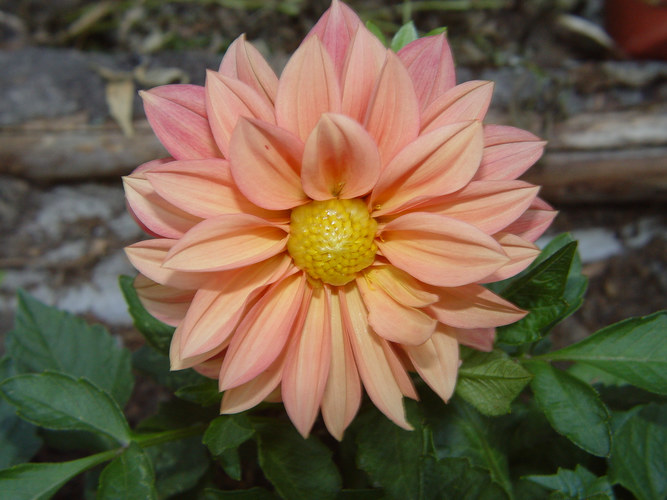 Dahlia