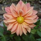 Dahlia