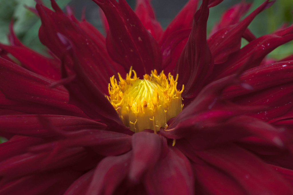 Dahlia