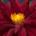 Dahlia