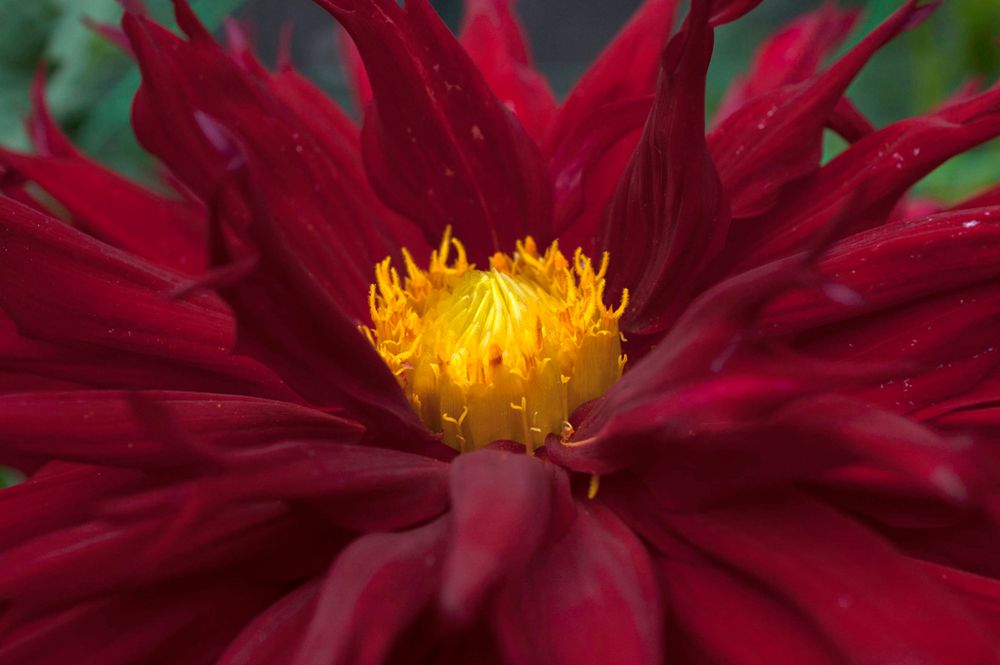 Dahlia