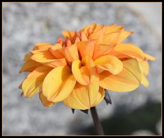 dahlia