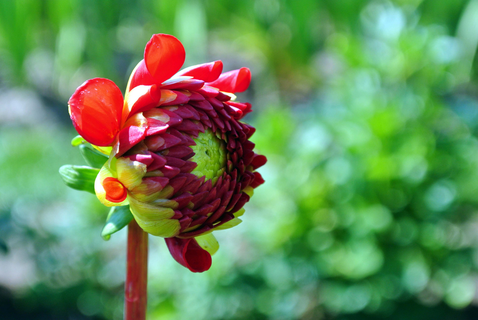 Dahlia