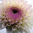 dahlia