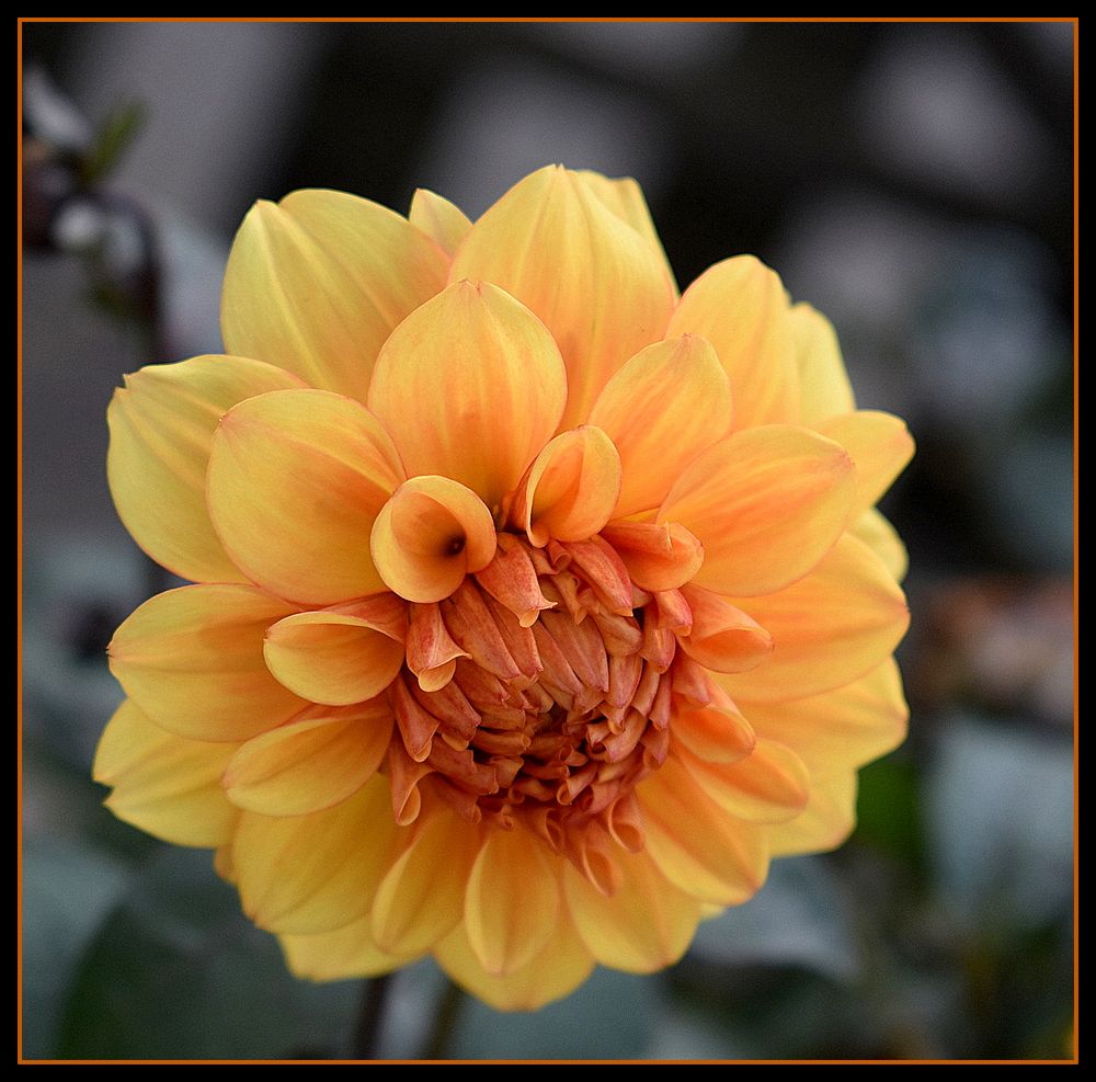 dahlia