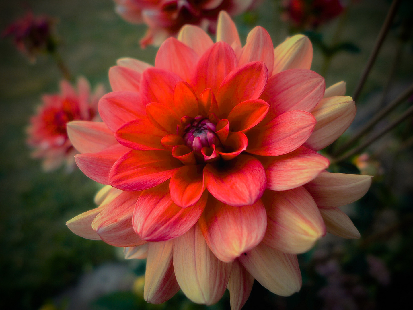 Dahlia