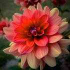 Dahlia