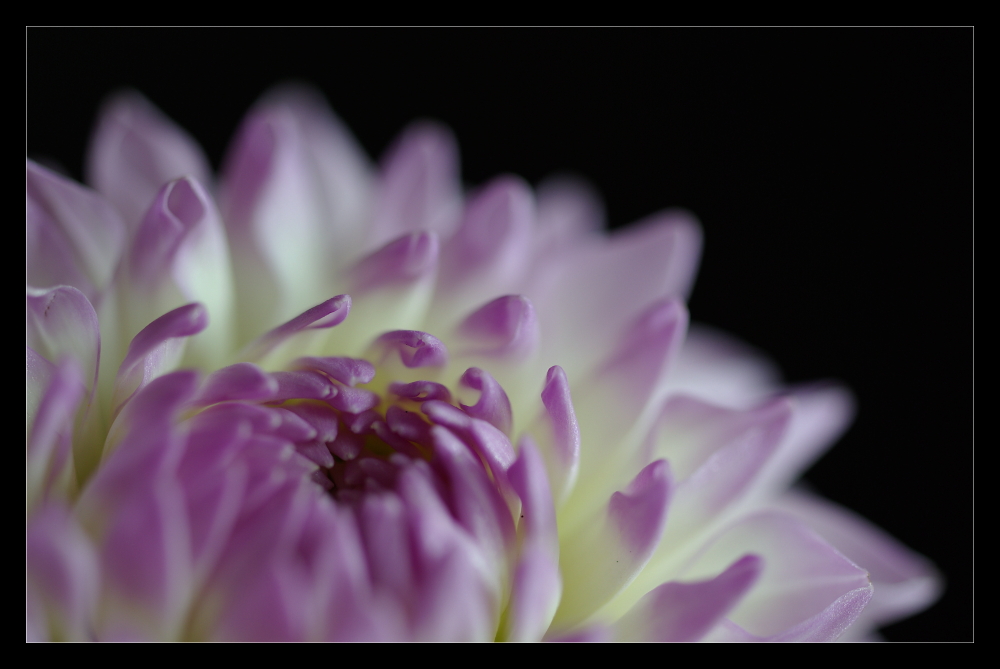 ... dahlia ...