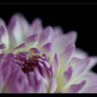 ... dahlia ...