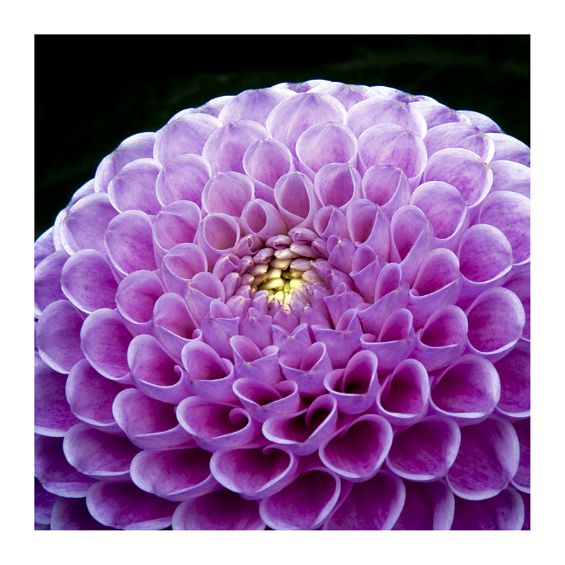 Dahlia