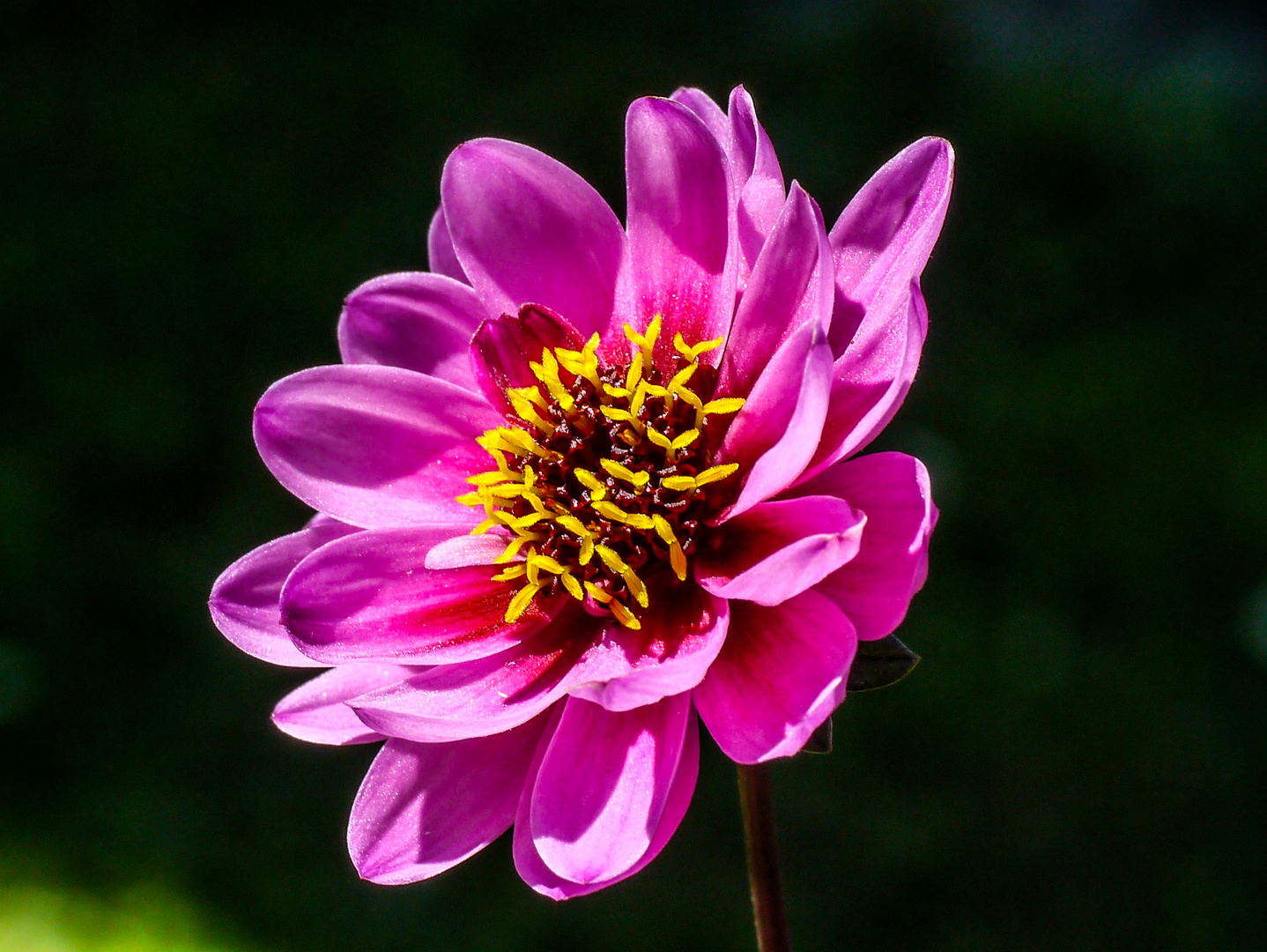 Dahlia