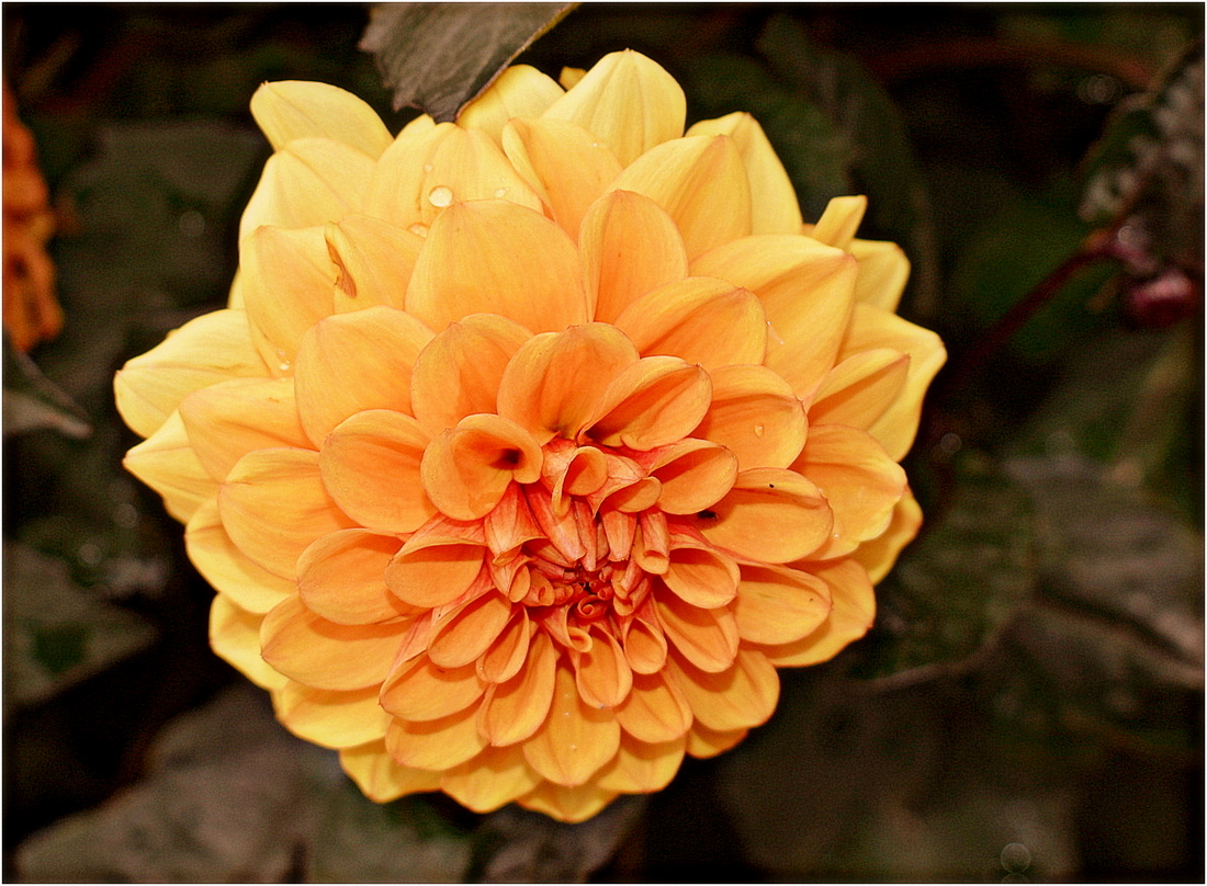 dahlia