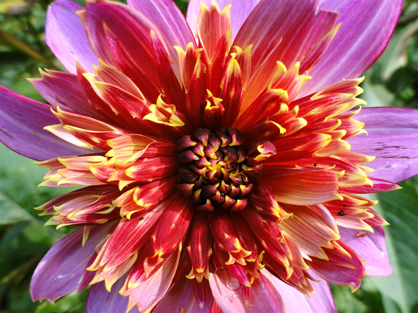 Dahlia