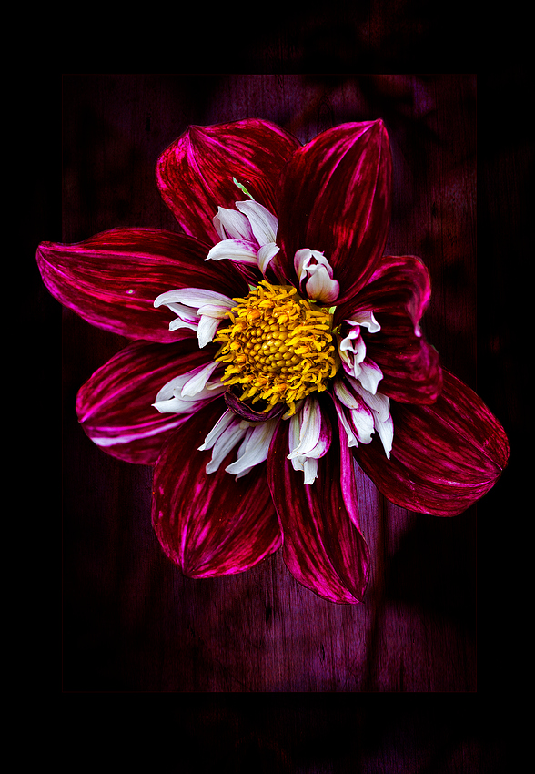 Dahlia