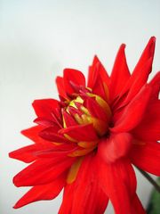 Dahlia