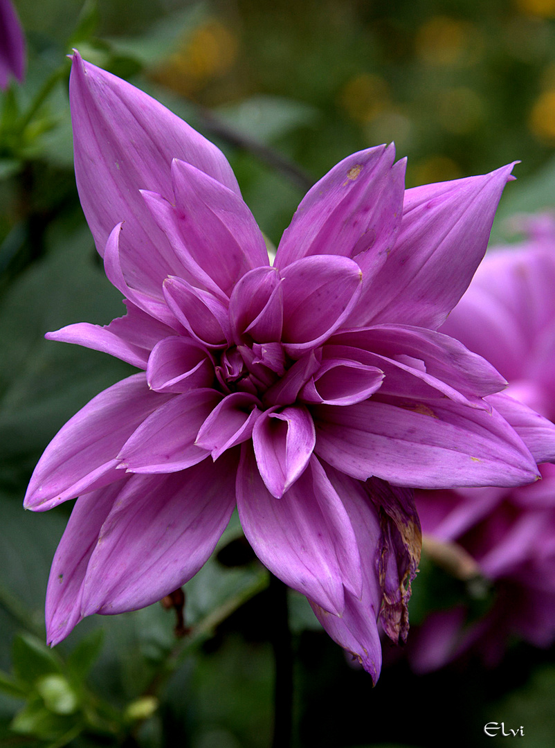 Dahlia