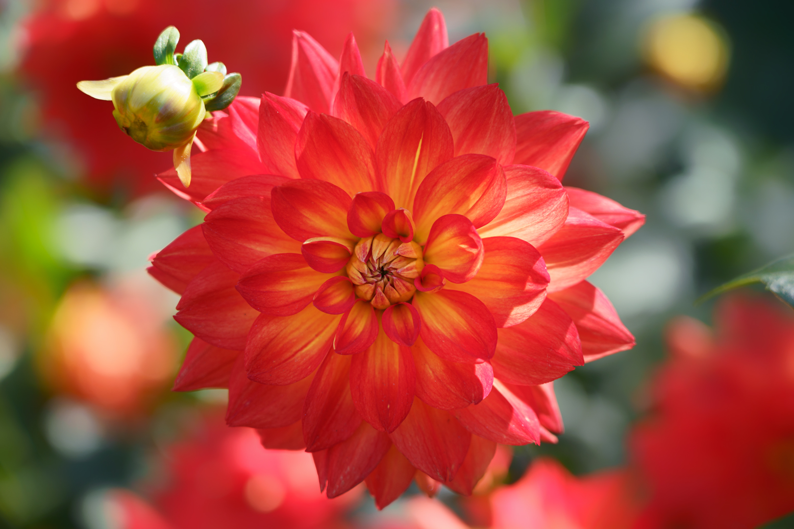 Dahlia