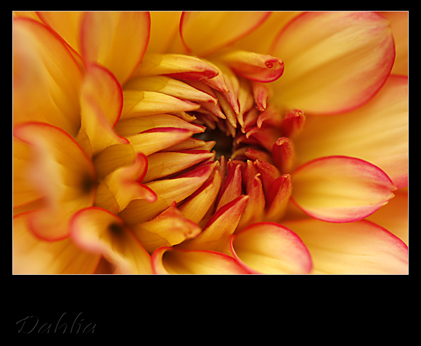 Dahlia