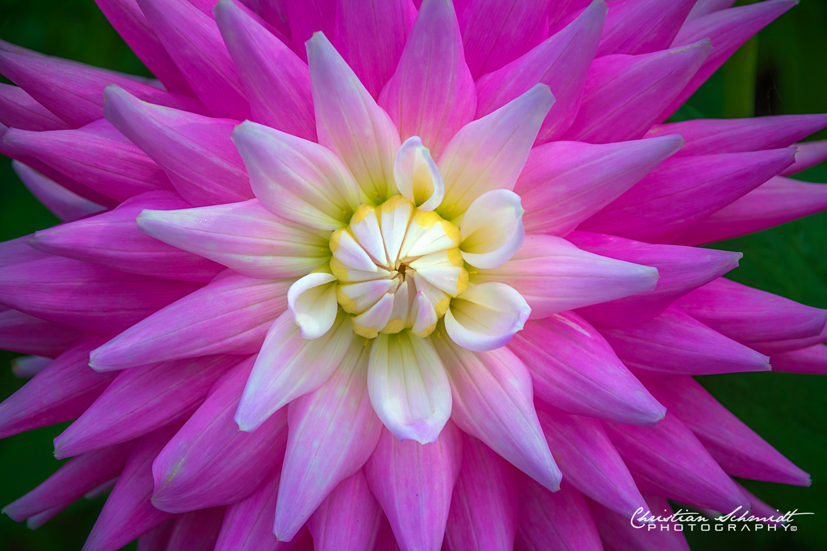 DAHLIA 