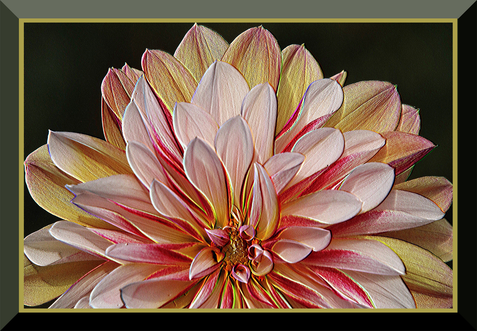 Dahlia