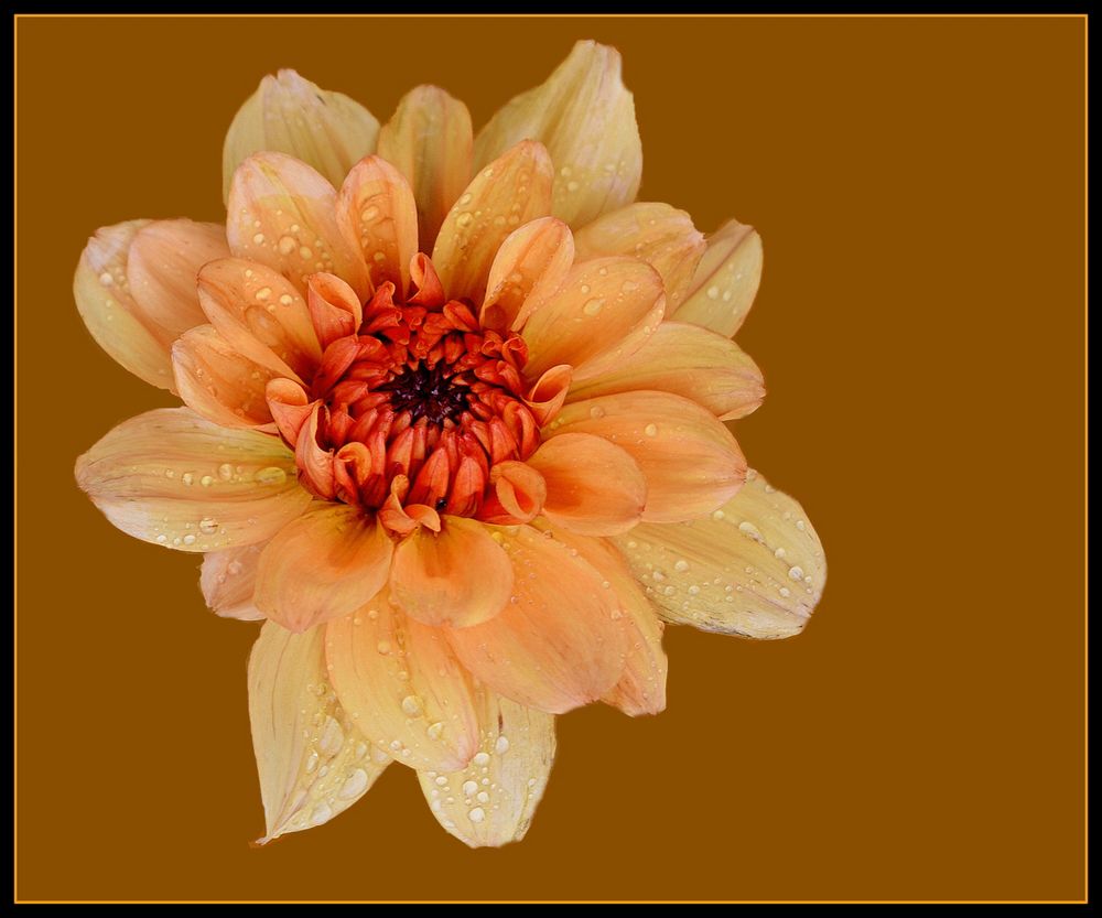 dahlia