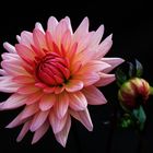 Dahlia