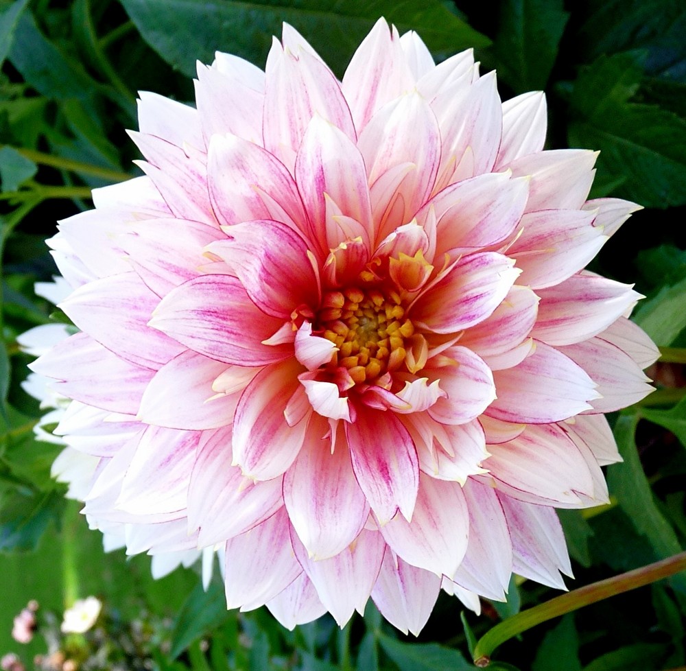 dahlia