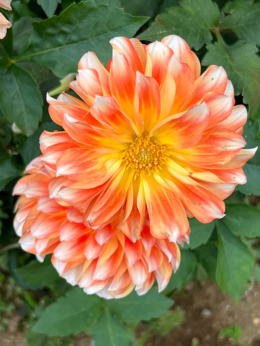 DAHLIA