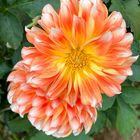 DAHLIA