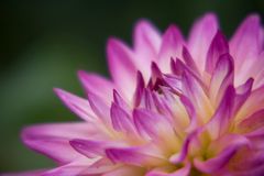 Dahlia