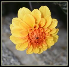 dahlia